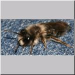 Andrena vaga - Weiden-Sandbiene m02.jpg